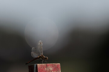 空に飛び立つトンボ © Gottchin Nao