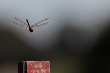 空に飛び立つトンボ © Gottchin Nao