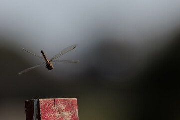空に飛び立つトンボ © Gottchin Nao