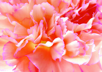 Flowers close macro view background, flower shape in detail