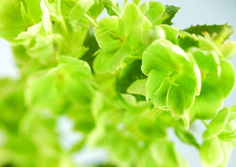 Flowers close macro view background, flower shape in detail