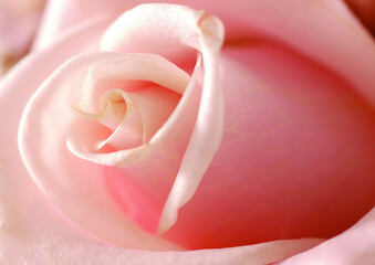 Rose flower close macro view background, roses in detail