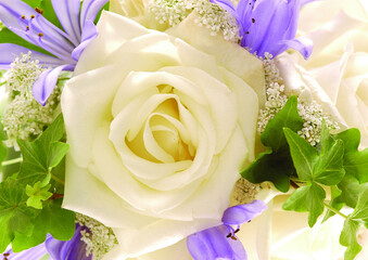 Rose flower close macro view background, roses in detail