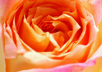 Rose flower close macro view background, roses in detail
