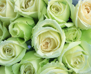 Rose flower close macro view background, roses in detail