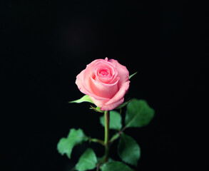 Rose flower close macro view background, roses in detail