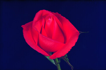 Rose flower close macro view background, roses in detail