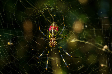 巣を這って静かに獲物を待つジョロウグモ