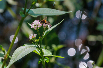 水辺に咲く野花ウナギツカミ