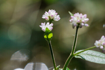 水辺に咲く野花ウナギツカミ
