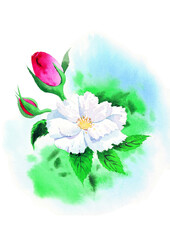 Flowers watecolor drawing, flower over white background painting