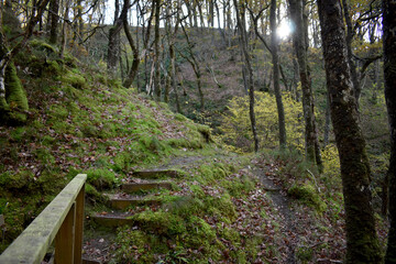 Forest in the park background, nature outside the city