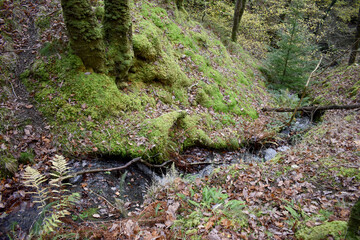 Forest in the park background, nature outside the city