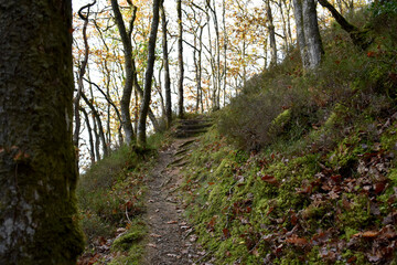 Forest in the park background, nature outside the city