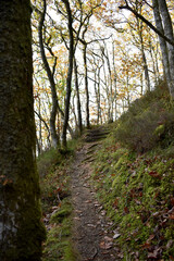 Forest in the park background, nature outside the city