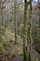 Forest in the park background, nature outside the city