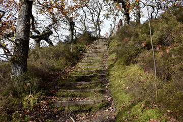 Forest in the park background, nature outside the city
