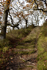 Forest in the park background, nature outside the city
