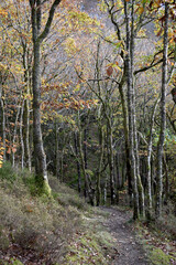 Forest in the park background, nature outside the city