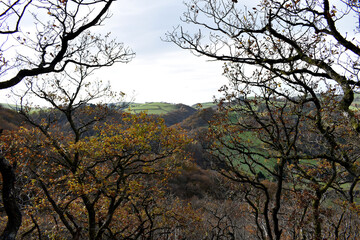 Forest in the park background, nature outside the city