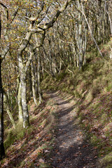 Forest in the park background, nature outside the city
