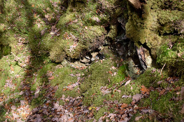 Forest in the park background, nature outside the city