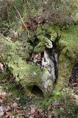 Forest in the park background, nature outside the city