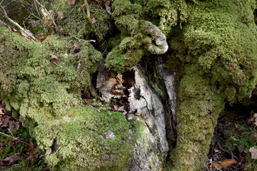 Forest in the park background, nature outside the city
