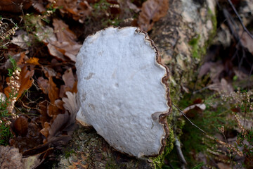 Forest in the park background, nature outside the city