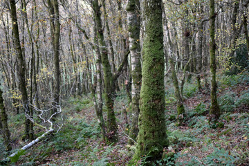 Forest in the park background, nature outside the city