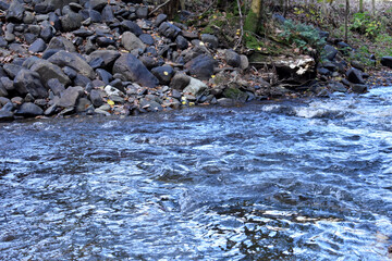 Forest in the park background, nature outside the city