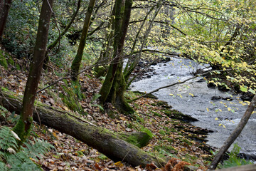 Forest in the park background, nature outside the city