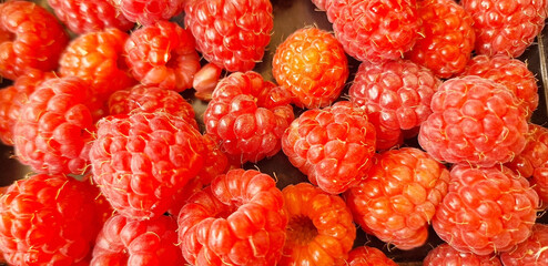 Close-up of a raspberry. Panorama of red rubus berries.