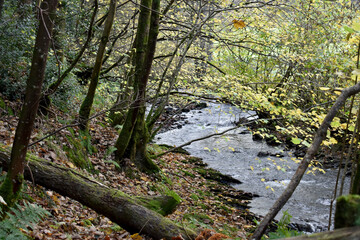 Forest in the park background, nature outside the city