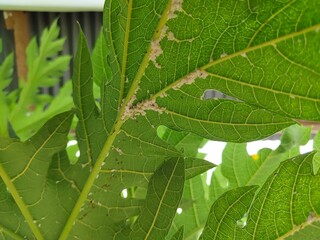 a group of mealybugs nesting in the leaves of a papaya plant