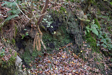 Forest in the park background, nature outside the city