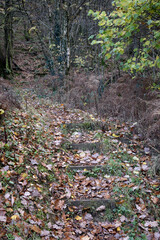 Forest in the park background, nature outside the city