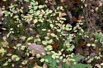 Forest in the park background, nature outside the city
