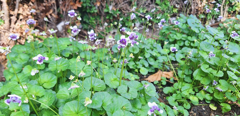 Viola hederacea bushes bloom in a city flowerbed. Panorama.