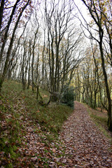 Forest in the park background, nature outside the city