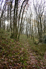 Forest in the park background, nature outside the city