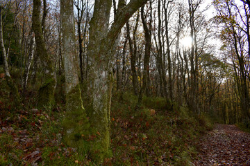 Forest in the park background, nature outside the city