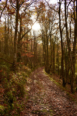 Forest in the park background, nature outside the city