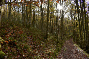 Forest in the park background, nature outside the city