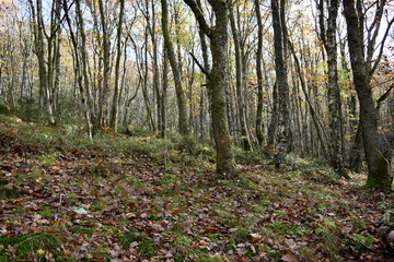 Forest in the park background, nature outside the city