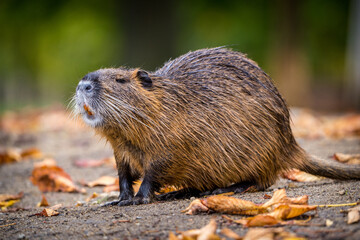 river nutria in the park in autumn