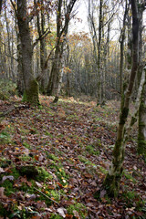 Forest in the park background, nature outside the city