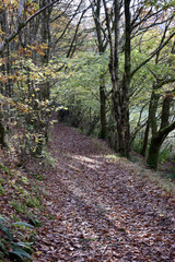 Forest in the park background, nature outside the city