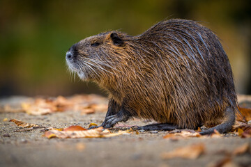 river nutria in the park in autumn