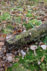 Forest in the park background, nature outside the city
